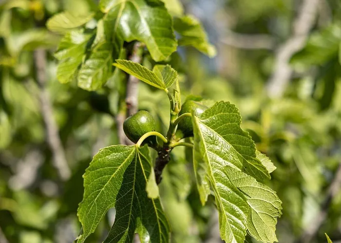 Villa Casa Renta Metaxáta