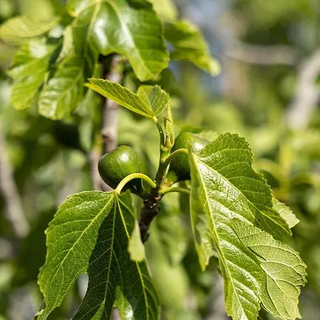 Willa Casa Renta Metaxáta